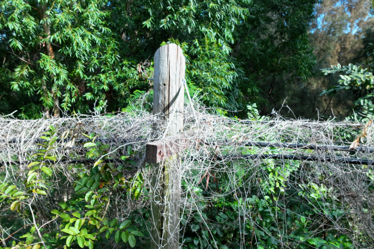 Communications cable on pole covered in foliage