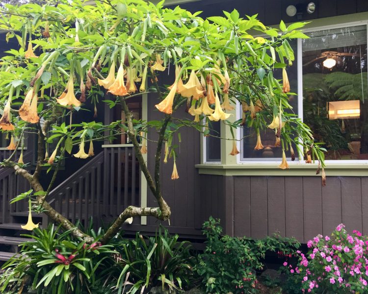 House with lime green wood surrounding large windows and with gray walls and entrance way fronted by a tree with yellow and orange flowers
