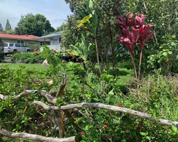 Hibiscus hedge and green and red palms with an Ohia tree fronting a white, gray, and blue house.