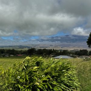 View of Mauna Kea off White road in Waimea, Hawaii fronted by green grass and white flowers