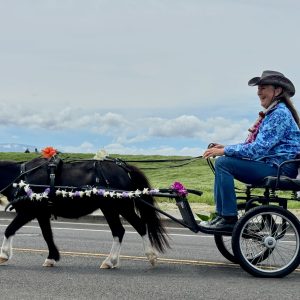 miniature black horse with white adorned legs pulling a 2 wheel buggy and a Hawaiian in blue with a cowboy hat and flower lei at a parade in Waimea, Hawii with Mauna Loa off in the distance
