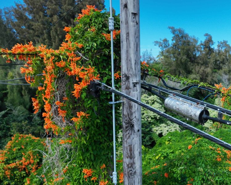 telephone coax